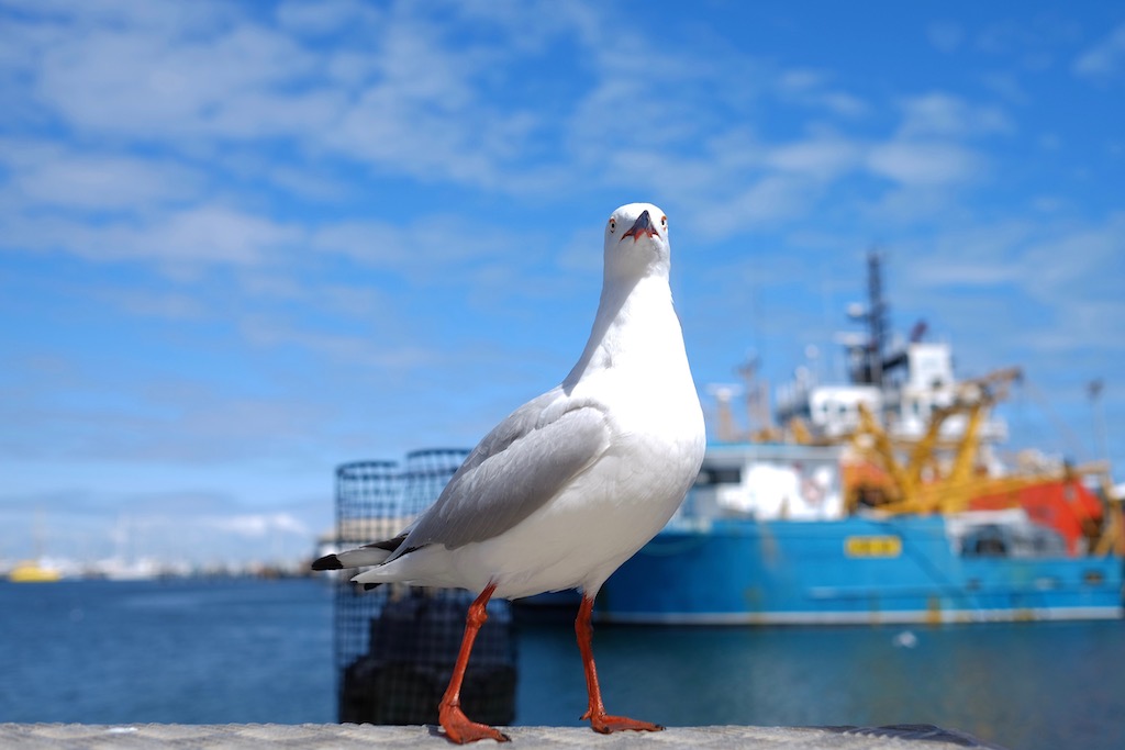 Silver gull, Fremantle, Perth