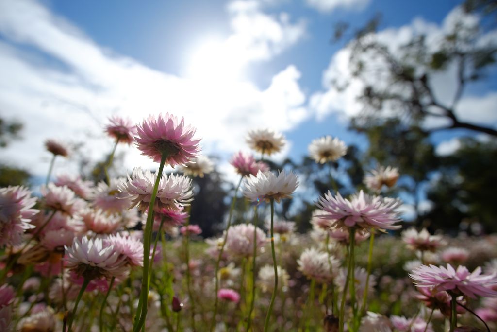 Wildflowers, Kings Park, Perth