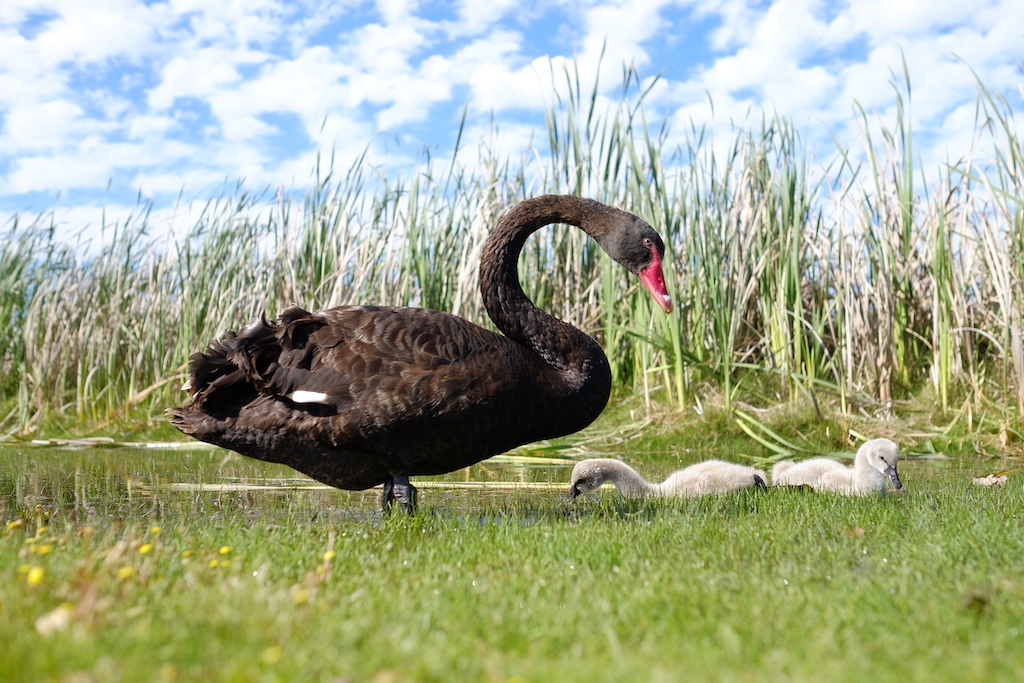 Black Swan, Herdsman Lake, Perth